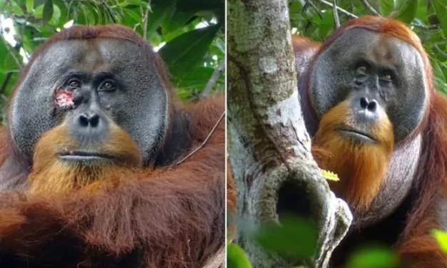 Observan a un orangután utilizando plantas medicinales para curarse una herida.