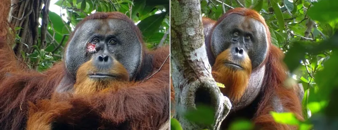 Observan a un orangután utilizando plantas medicinales para curarse una herida.