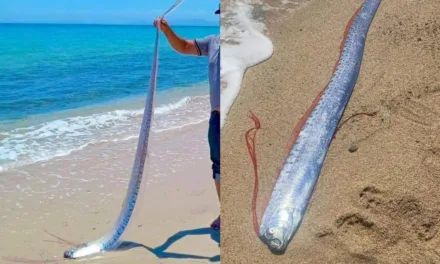Video: Aparece otro pez remo en una playa de Baja California,