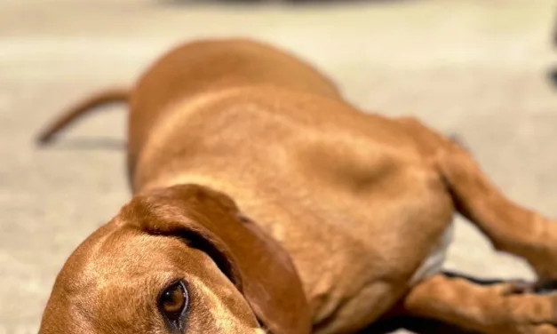 Mujer va la carcel por muerte de su mascota, la dejó amarrada expuesta al sol