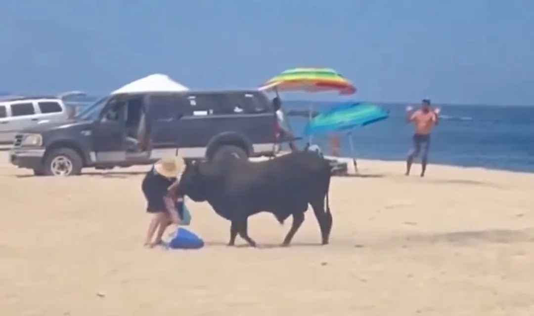 Video: Toro embiste a turista en playa de Los Cabos