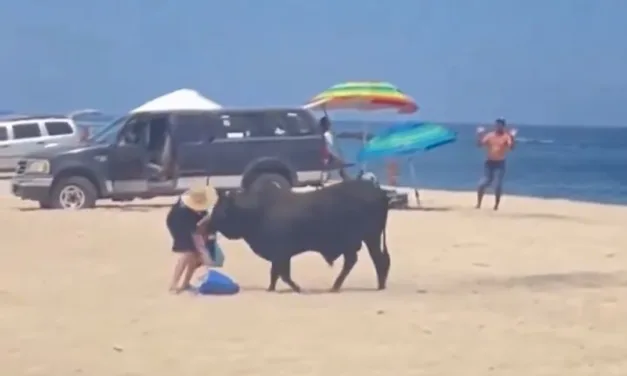 Video: Toro embiste a turista en playa de Los Cabos