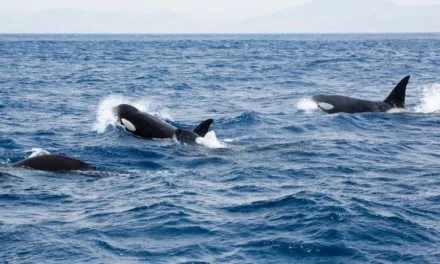 Orcas hundieron un velero en el estrecho de Gibraltar