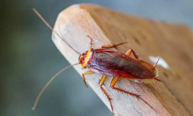 ¿Por qué las cucarachas salen en época de calor y cómo combatirlas?