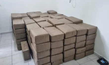 Fuerzas coordinadas confiscan 700 kg de marihuana en Tuxpan