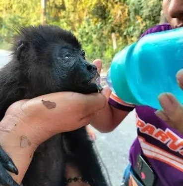 Ola de calor en México hace que los monos se caigan de los árboles y mueran