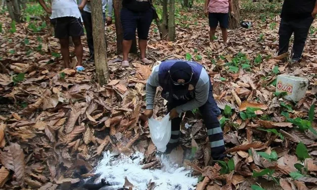 Aumenta número de monos aulladores muertos por el calor en México