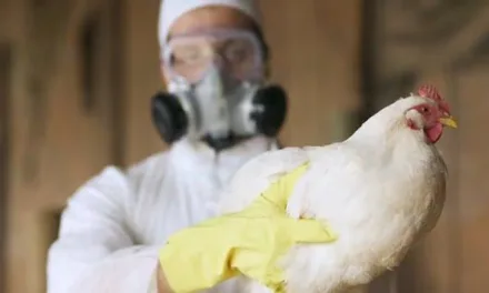 En México muere persona gripe aviar, es el primer caso a nivel  Mundial