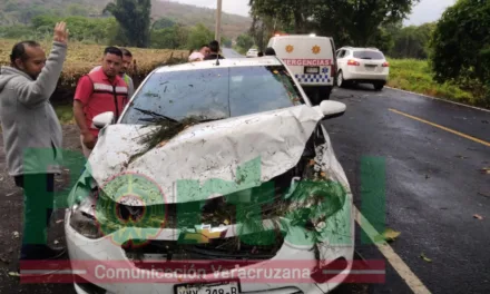 Le cae Árbol a vehículo en la carretera Xalapa-Alto Lucero