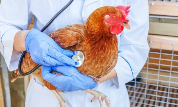 Confirma OMS Caso Humano de Gripe Aviar en India