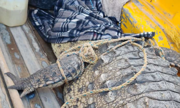 Fuerte susto se llevó una familia, Caimán en el patio de su casa en Sinaloa