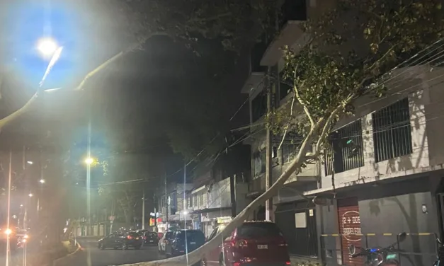 Cae rama  sobre cables en Araucarias, no hay paso!