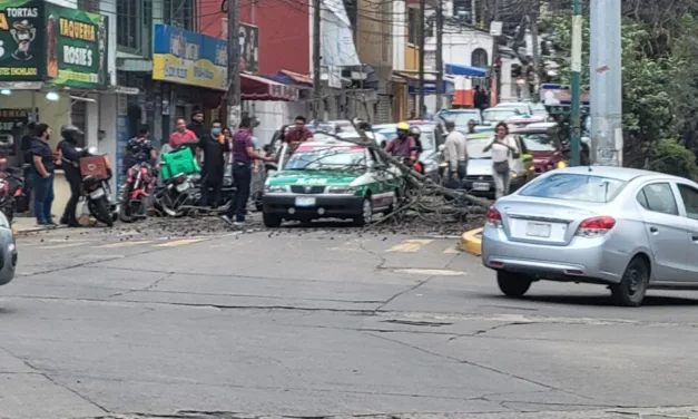 Cae rama de Árbol sobre taxi en la avenida Pípila