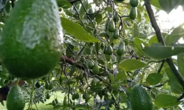 Estados Unidos suspende importación del aguacate de Michoacán por agresiones a inspectores