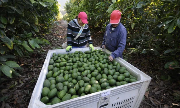 Promete AMLO protección a inspectores de aguacate de EU tras amenazas