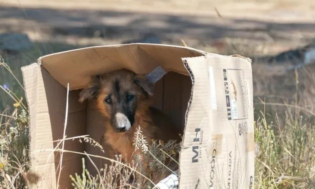 UNAM BUSCA FRENAR ABANDONO DE PERROS Y GATOS