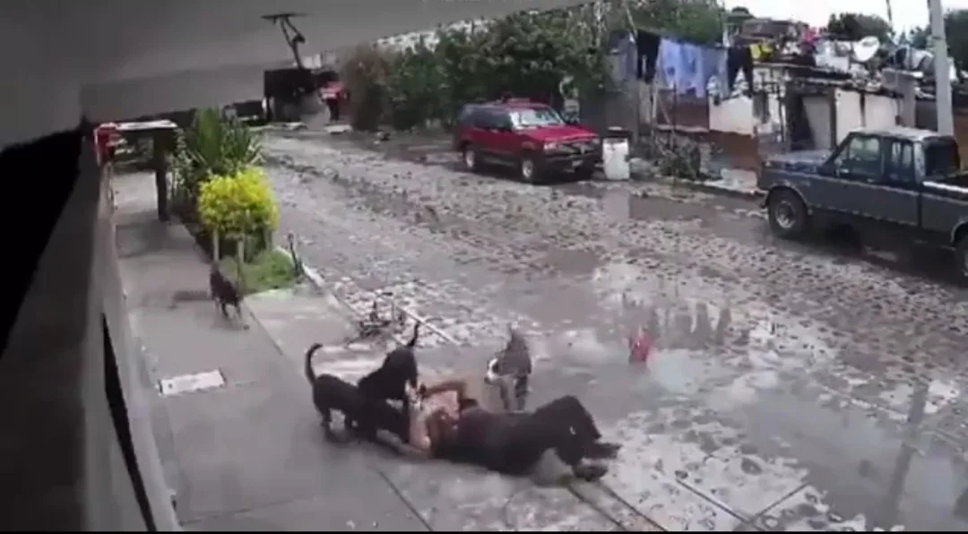 Video: Abuelita es atacada por una jauría de perros en Querétaro