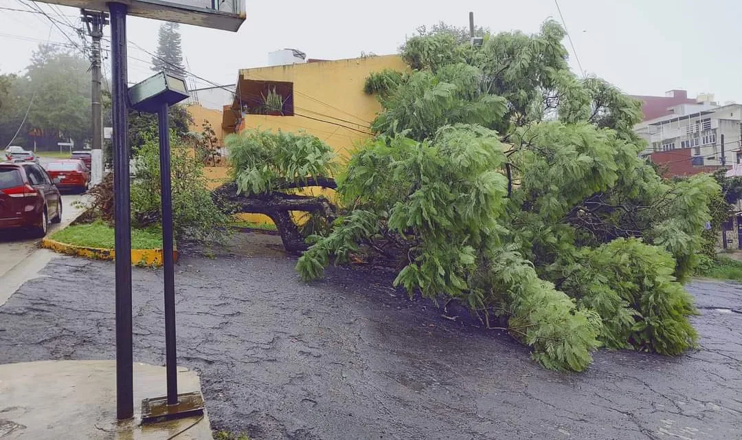 Se registra caída de árbol en la avenida Araucarias. Xalapa