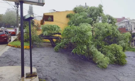 Se registra caída de árbol en la avenida Araucarias. Xalapa