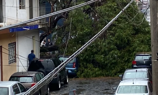 Se registra caída de árbol en la calle Centroamérica en Xalapa