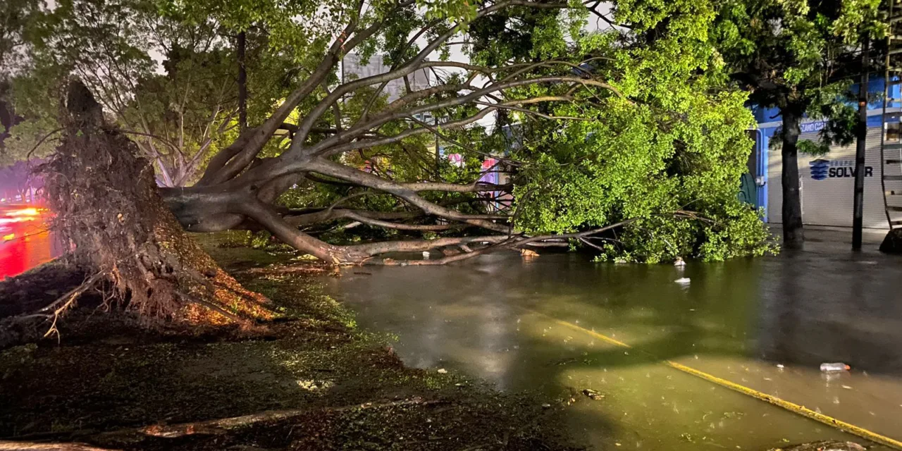 Fuerte tormenta provoca la caída árboles y apagones en Guadalajara