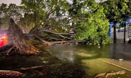 Fuerte tormenta provoca la caída árboles y apagones en Guadalajara