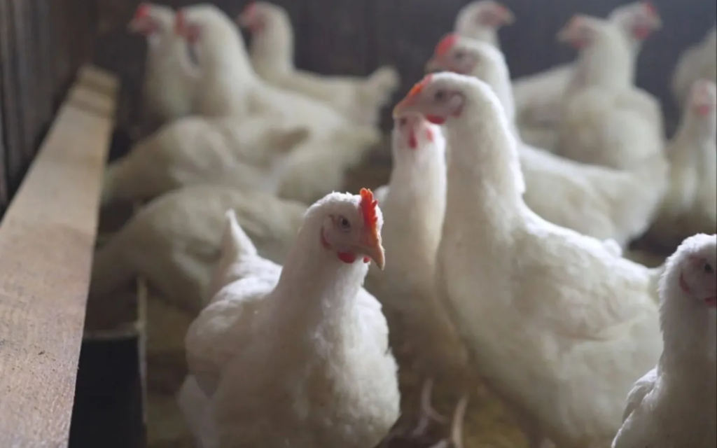 Autoridades mexicanas levantan emergencia por influenza aviar