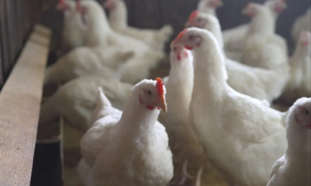 Autoridades mexicanas levantan emergencia por influenza aviar
