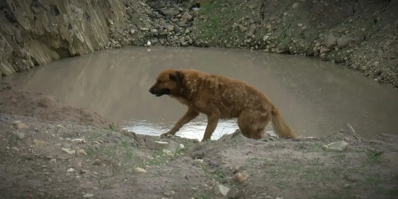 Una buena acción termino en tragedia! joven intentó salvar un perro y perdió la vida