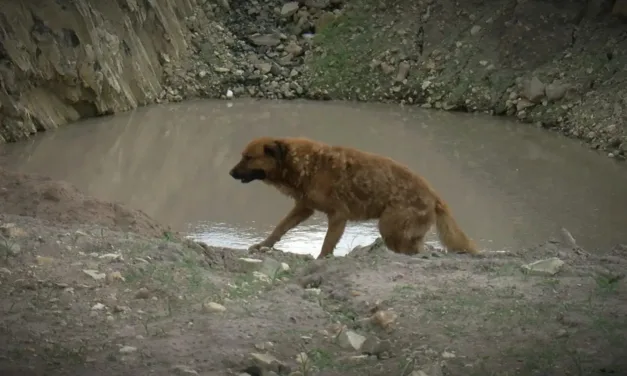 Una buena acción termino en tragedia! joven intentó salvar un perro y perdió la vida