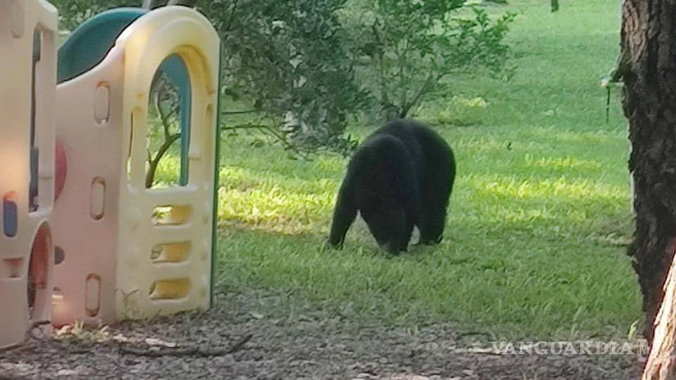 Avistan oso en el sur de Monterrey