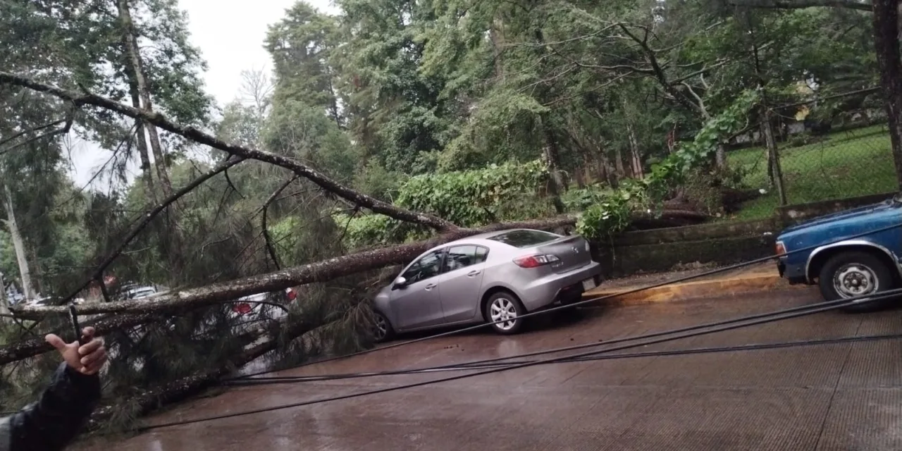 Cae poste y árbol sobre 2 vehículos a la altura del Museo de Antropología, Xalapa