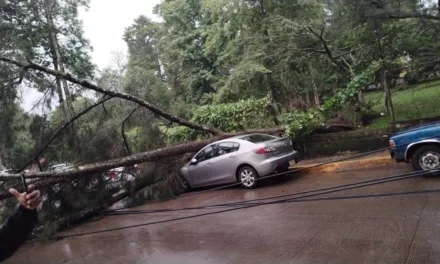 Cae poste y árbol sobre 2 vehículos a la altura del Museo de Antropología, Xalapa