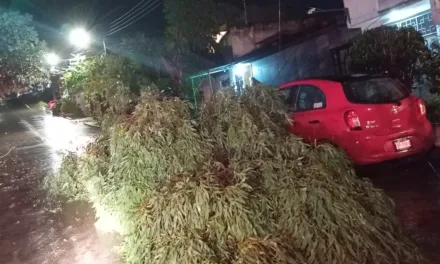 Norte y lluvia en Xalapa durante la madrugada provocó árboles tirados, cortes de luz