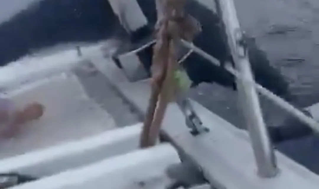 VIDEO: Delfín salta al interior de una embarcación y asombra a turistas en Cozumel