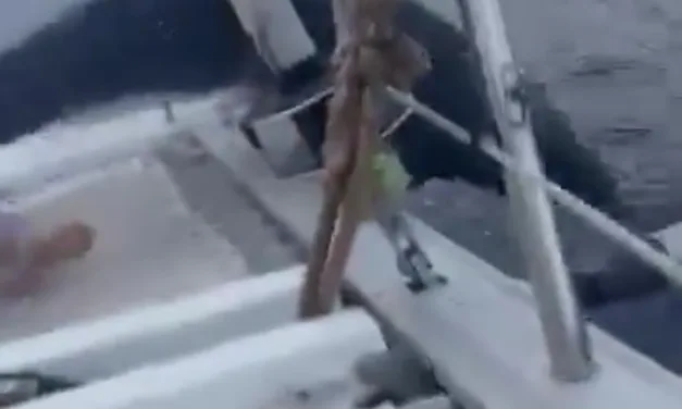 VIDEO: Delfín salta al interior de una embarcación y asombra a turistas en Cozumel