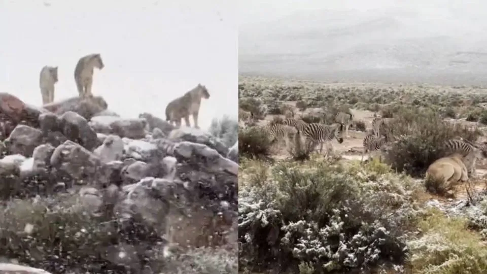 Vídeo: CAE NIEVE EN SUDÁFRICA