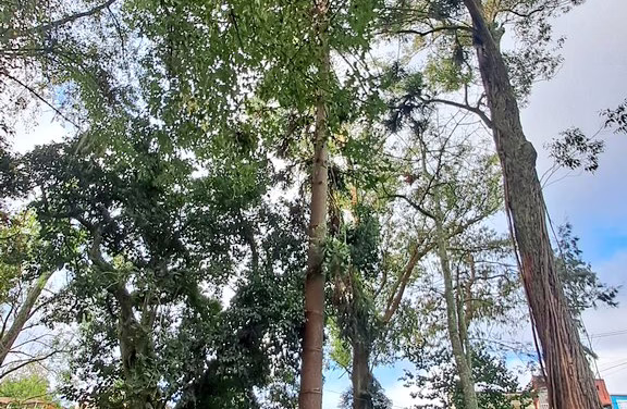 En Xalapa una maxima de 26°, se prevé condiciones para lluvias con tormentas aisladas, las más importantes en regiones montañosas