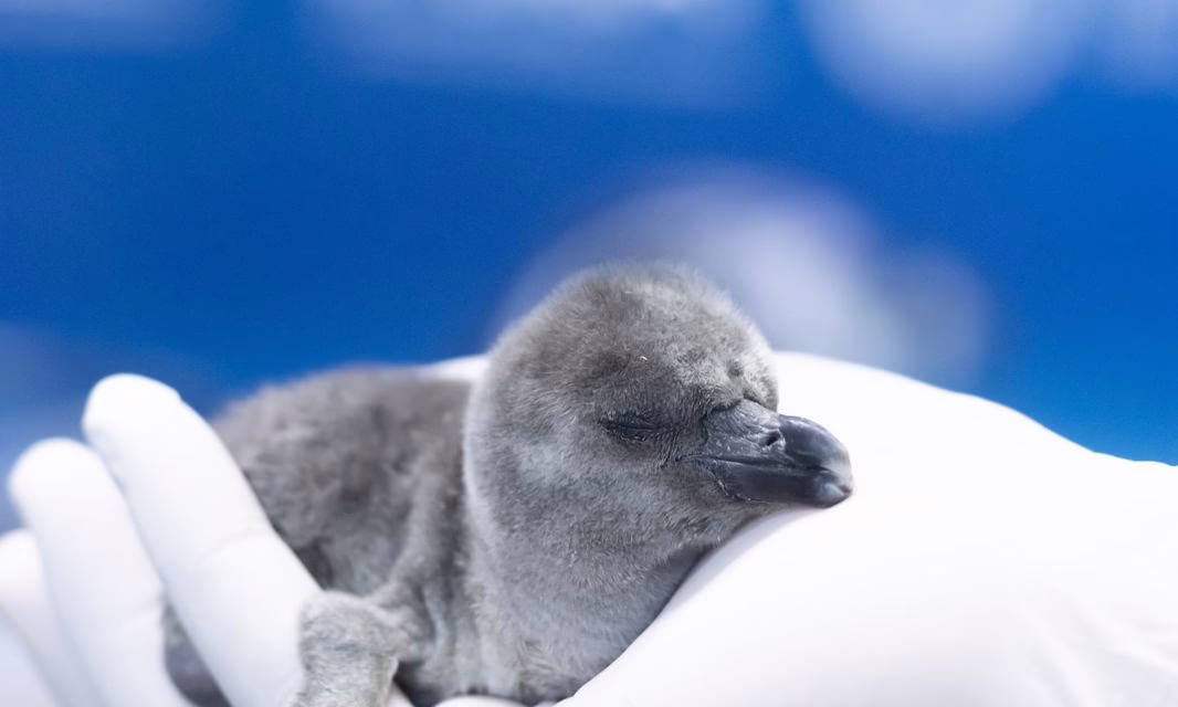 El Aquarium de Veracruz da la bienvenida a un nuevo integrante