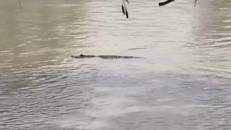 Reportan presencia de cocodrilo en la zona del río Bravo en Matamoros