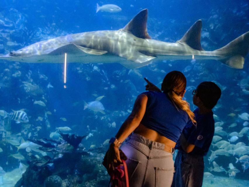 Aquarium de Veracruz lanza Conexión Azul para personas con autismo
