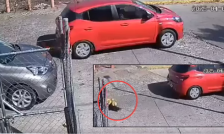 Video: Así fue el momento en que niña de 5 años es atropellada por conductora que “aprendía a manejar”