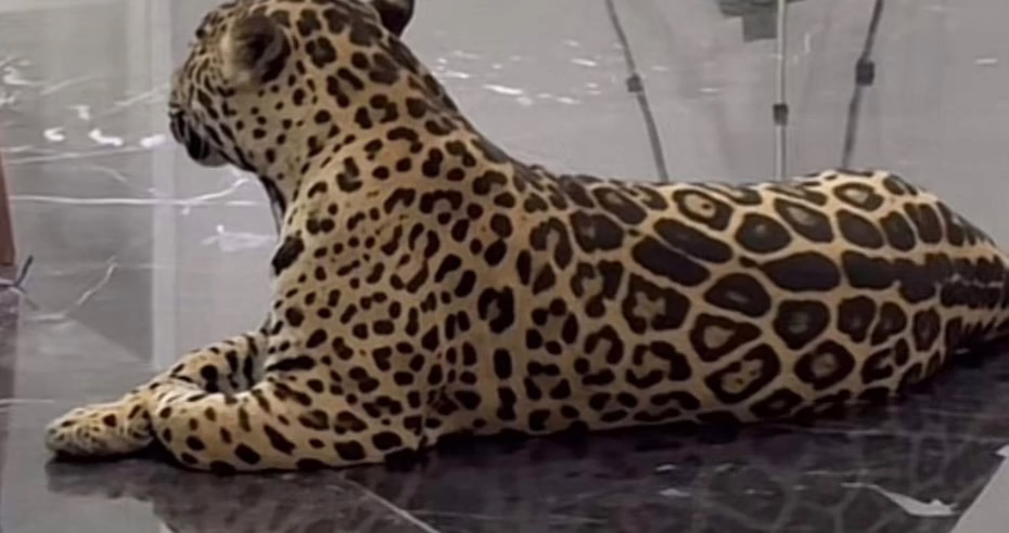 Video:Catean inmueble y aseguran un jaguar en Puebla