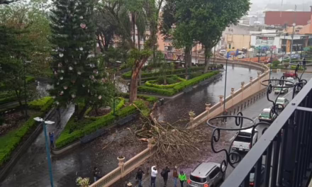 Se registra caída de árbol en el Parque Juárez