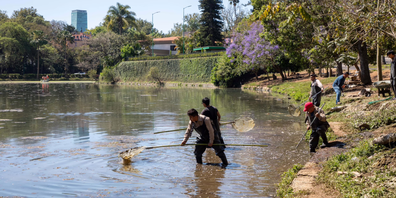 Continúan trabajos de limpieza en lagos de Las Ánimas