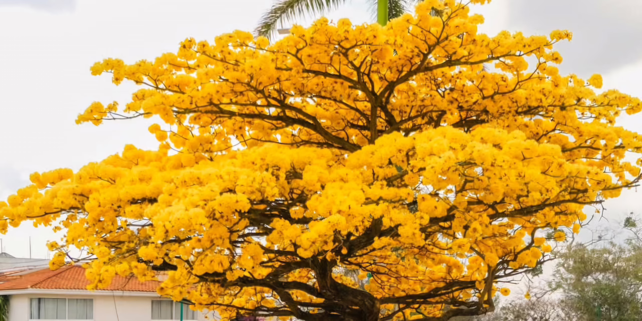 En Veracruz los valores de la temperatura máxima tenderán a aumentar ligeramente, sin embargo persistirá ambiente fresco a frío por la noche