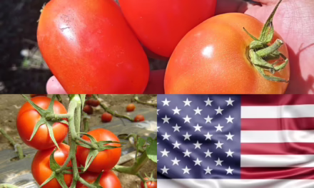 EU aplicará aranceles del 21% a tomates importados de México a partir del 14 de julio