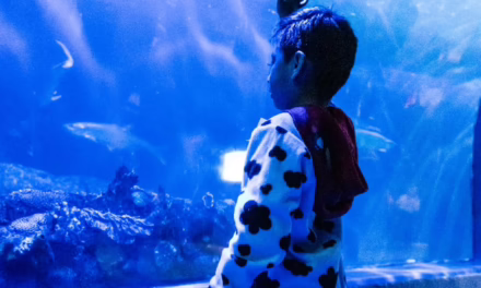 Regresa Campamento Nocturno al Aquarium del Puerto de Veracruz