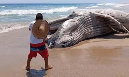 Una enorme ballena apareció sin vida en las playas de Guerrero