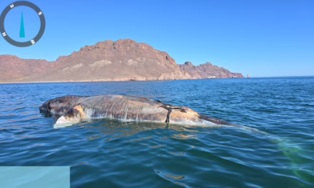 MARINA, PROFEPA y Protección Civil de Guaymas, realizaron maniobra de puesta a flote de ballena varada en Playa Miramar.
